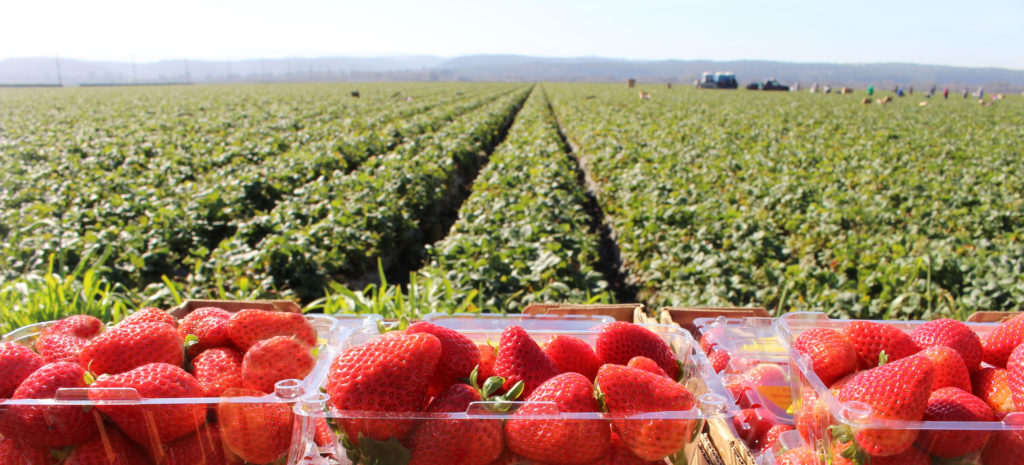 AgroThrive, The Science of Organic Growth