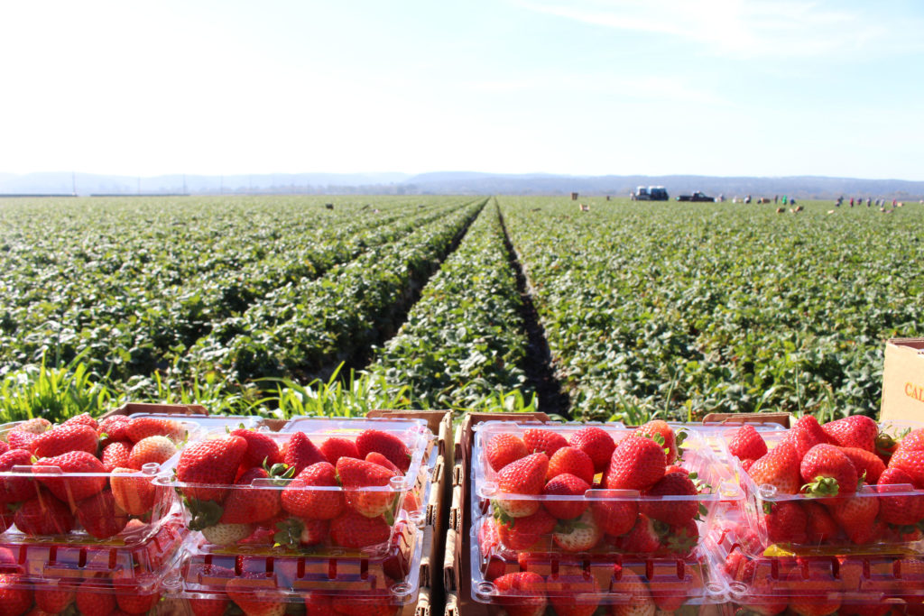 AgroThrive, The Science of Organic Growth