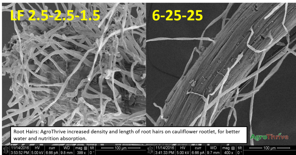 AgroThrive Root Hairs